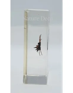 Insect in hars #30 7 x 4cm