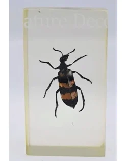 Insect in hars #16 7 x 4cm
