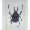 Insect in hars #15 7 x 4cm