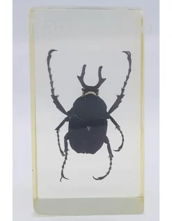 Insect in hars #15 7 x 4cm