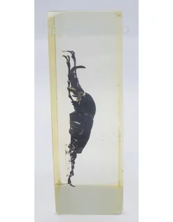 Insect in hars #15 7 x 4cm
