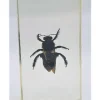 Insect in hars #28 7 x 4cm
