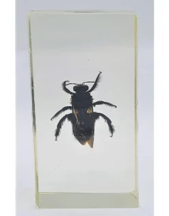 Insect in hars #28 7 x 4cm