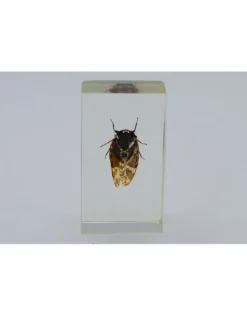 Insect in hars #1 7 x 4cm
