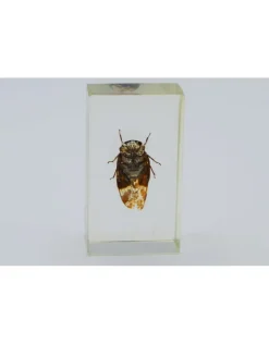 Insect in hars #1 7 x 4cm