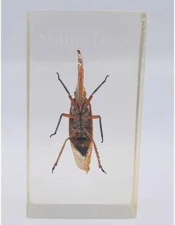 Insect in hars #7 7 x 4cm