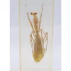 Insect in hars #27 10,5x 4,5 cm XL