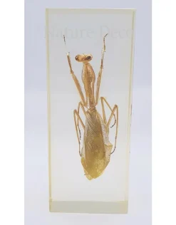 Insect in hars #27 10,5x 4,5 cm XL