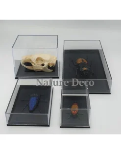 Insecten box doos showcase vitrine acrylaat model 1