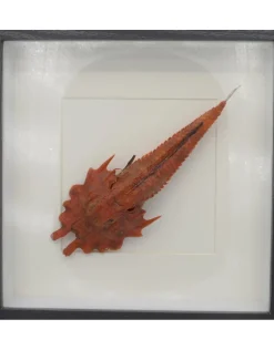 Jaggedhead Gurnard rood in luxe 3D lijst 21,5 x 21,5cm