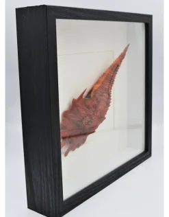 Jaggedhead Gurnard rood in luxe 3D lijst 21,5 x 21,5cm