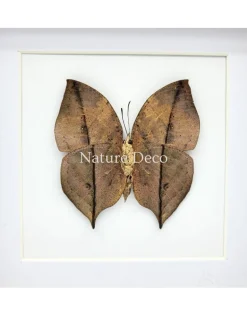 Kallima inachus (Dead Leaf Butterfly) onderkant in luxe 3D lijst 17 x 17 cm