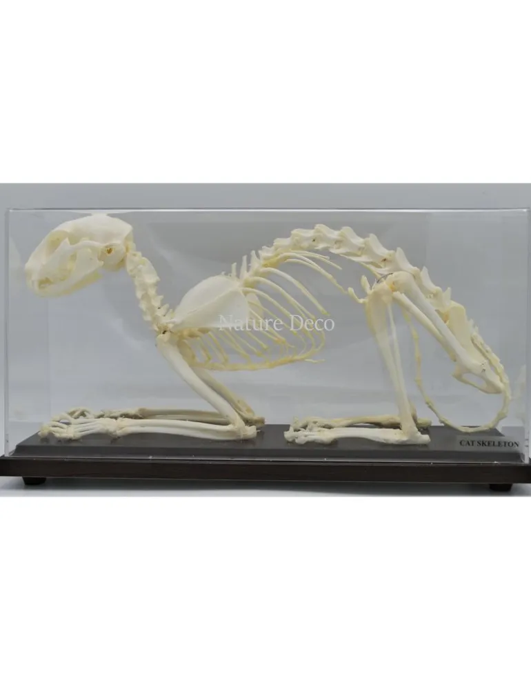 Katten skelet in box