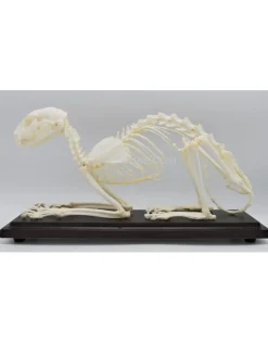 Katten skelet in box