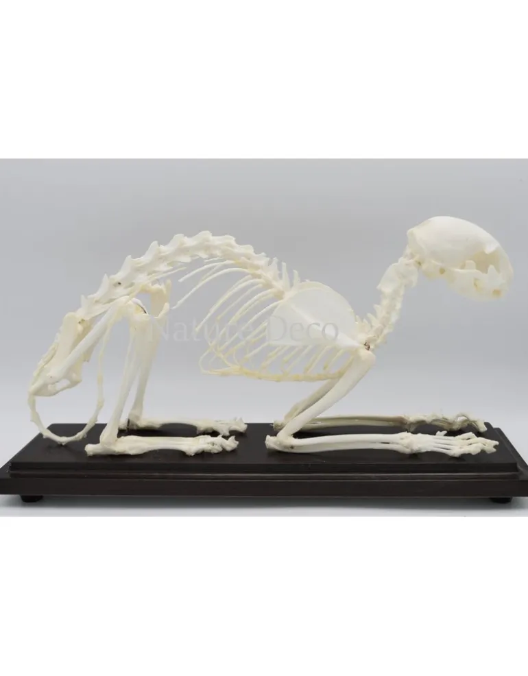 Katten skelet in box