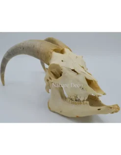 Kempense Geit schedel nr2