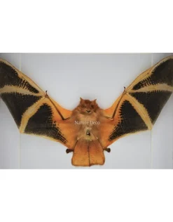 Kerivoula Picta (vleermuis) in luxe 3D lijst 22 x 22cm