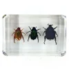 Kever trio in hars 4,5 x 3 x 1,5 cm