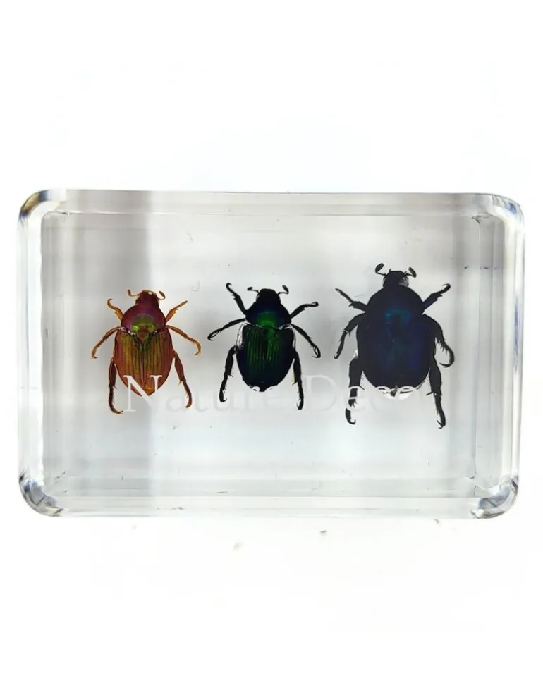 Kever trio in hars 4,5 x 3 x 1,5 cm