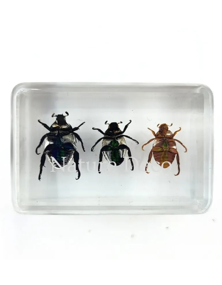 Kever trio in hars 4,5 x 3 x 1,5 cm