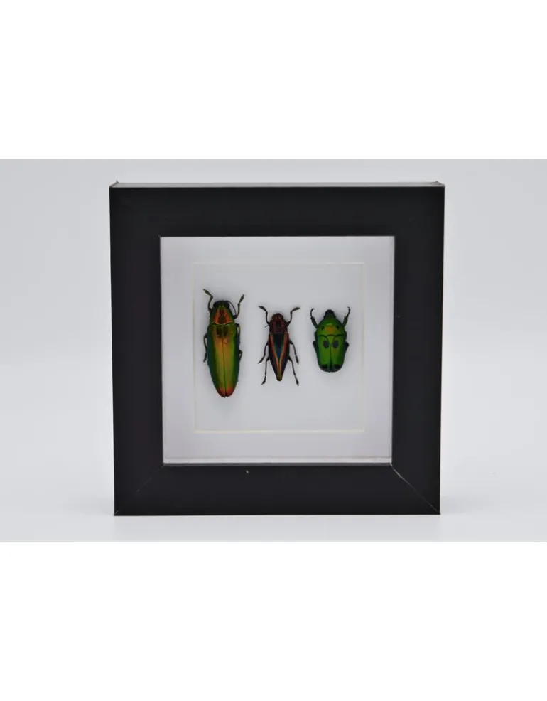 Kever trio in luxe 3D lijst 12 x 12cm