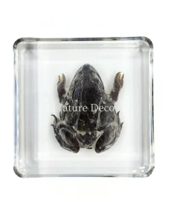 Kikker in hars 7 x 7 x 2 cm