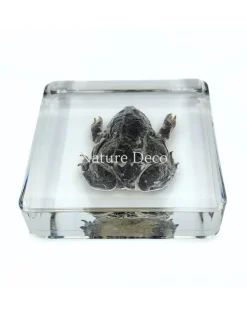 Kikker in hars 7 x 7 x 2 cm