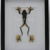 Kikker (RhacophorusRheinwardti) vrouw in luxe 3D lijst 32x 23,5cm