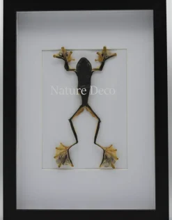Kikker (RhacophorusRheinwardti) vrouw in luxe 3D lijst 32x 23,5cm