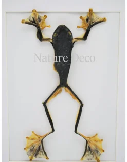 Kikker (RhacophorusRheinwardti) vrouw in luxe 3D lijst 32x 23,5cm