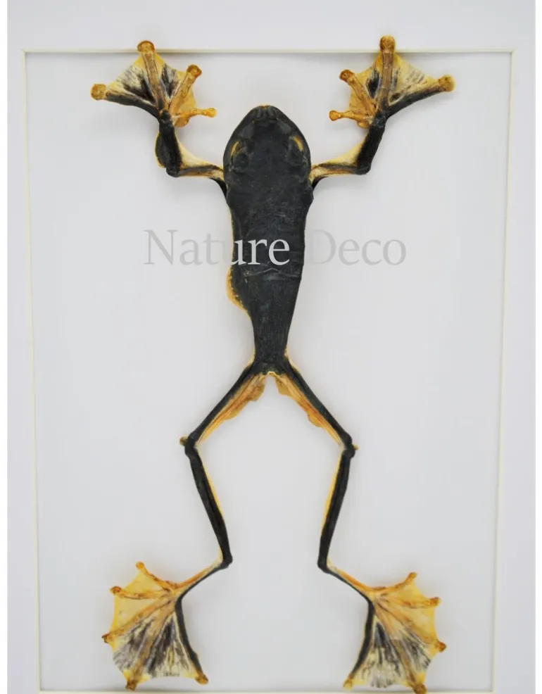 Kikker (RhacophorusRheinwardti) vrouw in luxe 3D lijst 32x 23,5cm