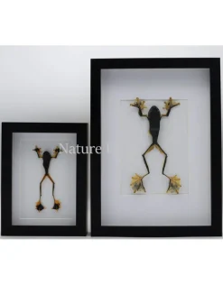 Kikker (RhacophorusRheinwardti) vrouw in luxe 3D lijst 32x 23,5cm
