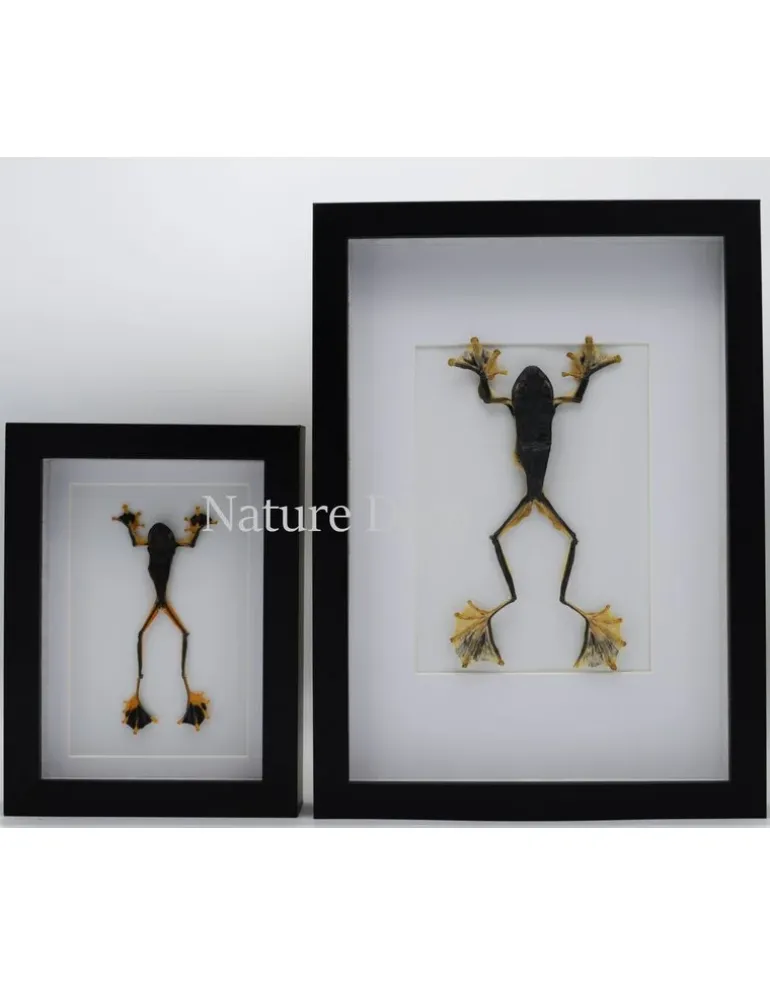 Kikker (RhacophorusRheinwardti) vrouw in luxe 3D lijst 32x 23,5cm