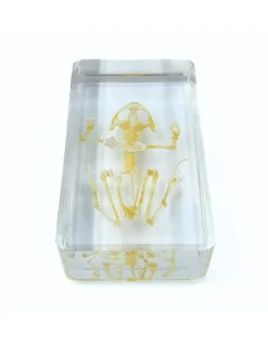 Kikkerskelet in hars 7,5 x 4 x 2 cm