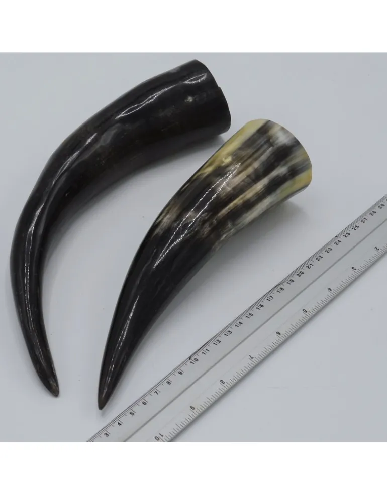 Koe Hoorn gepolijst ca 22-25cm