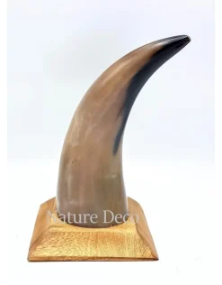 Koe hoorn gepolijst met houten voet 22cm