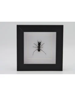 Kogelmier in luxe 3D lijst 12 x 12cm