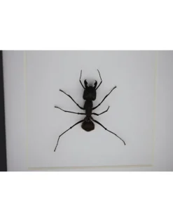 Kogelmier in luxe 3D lijst 12 x 12cm