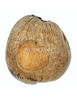 Kokosnootschaal (half)