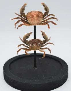 Krabben in stolp 14 x 10cm