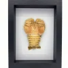 Kreeft Ibacus Ciliatus (Japanse waaier kreeft) in luxe 3D lijst 22 x 17 cm