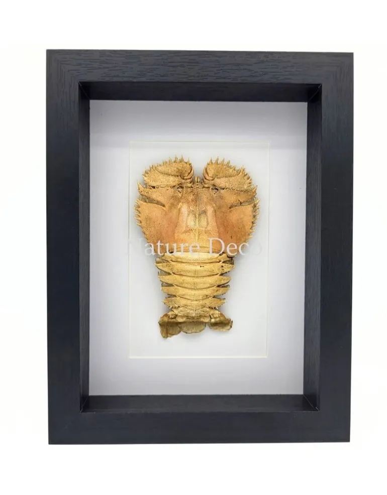 Kreeft Ibacus Ciliatus (Japanse waaier kreeft) in luxe 3D lijst 22 x 17 cm