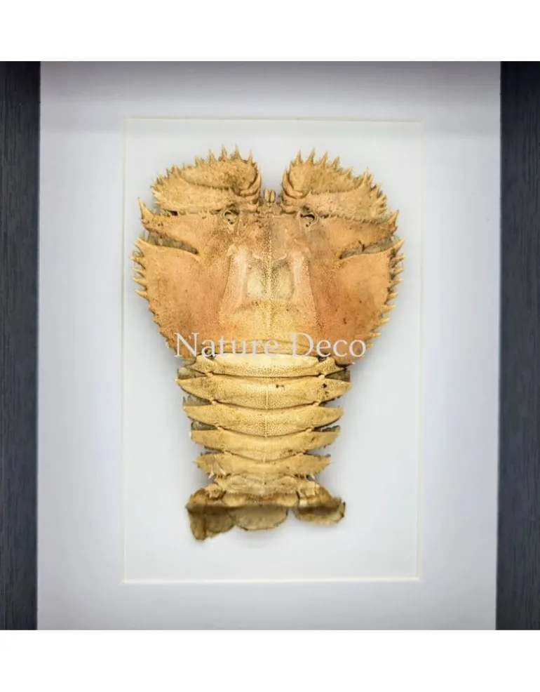 Kreeft Ibacus Ciliatus (Japanse waaier kreeft) in luxe 3D lijst 22 x 17 cm