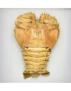 Kreeft Ibacus Ciliatus (Japanse waaier kreeft) in luxe 3D lijst 22 x 17 cm