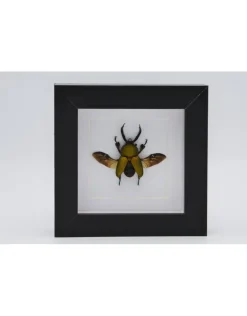Lamprima adolphinae in luxe 3D lijst 12 x 12cm