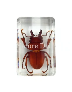 Lamprima Aurata (gouden hertkever) in hars 4,5 x 3 x 1,5 cm