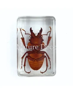 Lamprima Aurata (gouden hertkever) in hars 4,5 x 3 x 1,5 cm