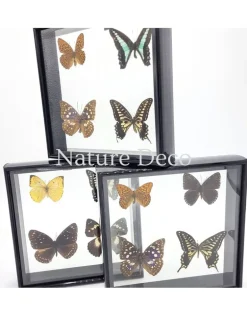 Lijst met 4 vlinders 20 x 20 x 4,5cm