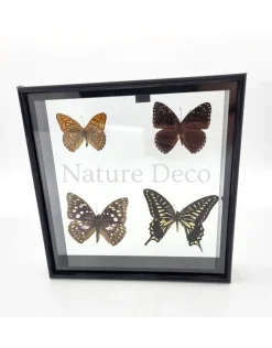 Lijst met 4 vlinders 20 x 20 x 4,5cm