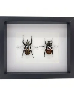 Mecynorrhina oberthuri decorata duo in luxe 3D lijst 27 x 22 x 4,5 cm
